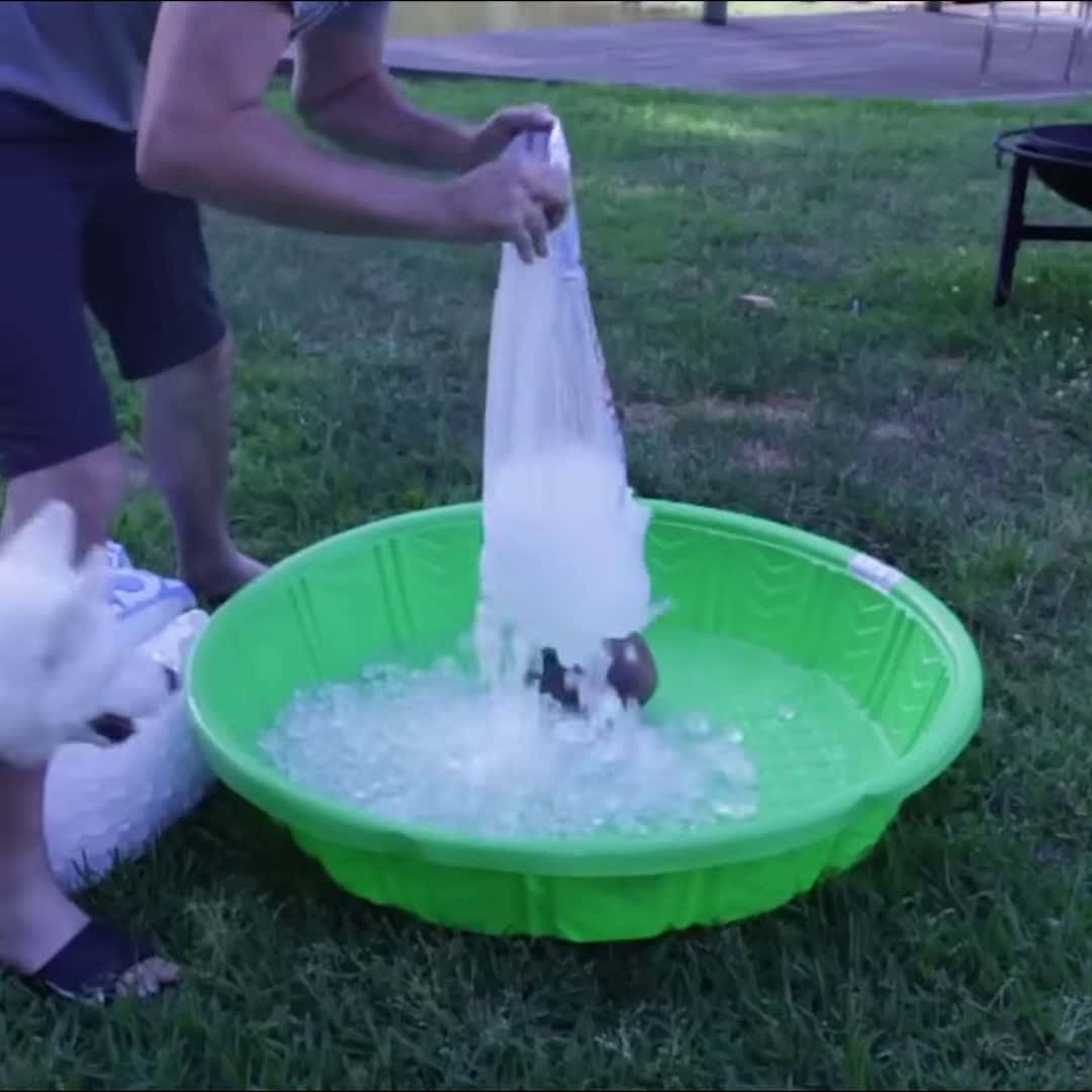 Cover for Siberian Husky gets ICE POOL Extended