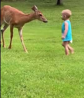 Cover for Adorable moment: Little one befriends a baby deer 🦌 #CuteKids #Wildlife #Wholesome