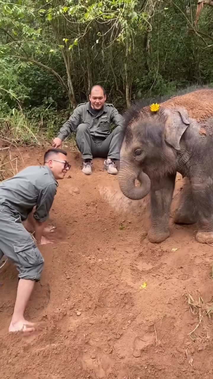 Cover for Adorable elephant #foryou #pets #animals #elephant #beautiful #cute #foryoupage #lovely #fyp
