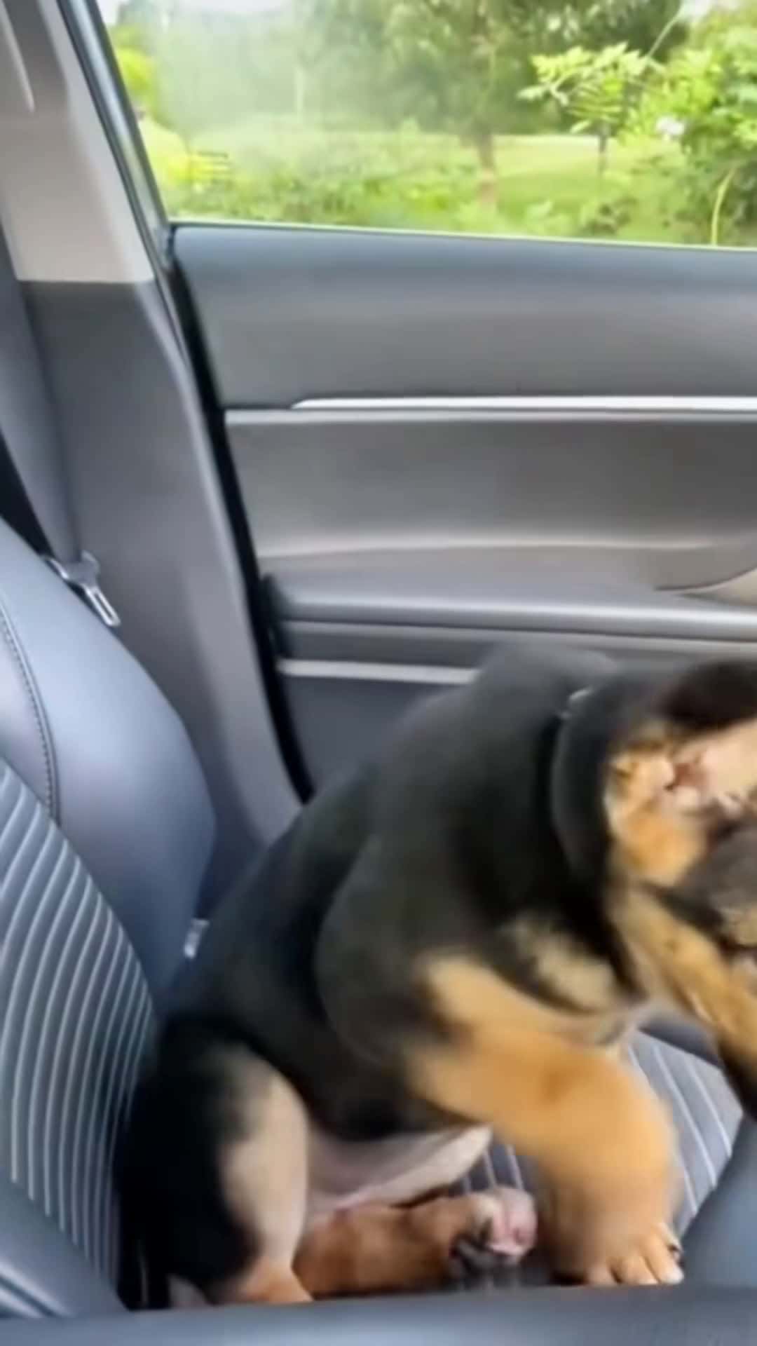 Cover for Funny dog