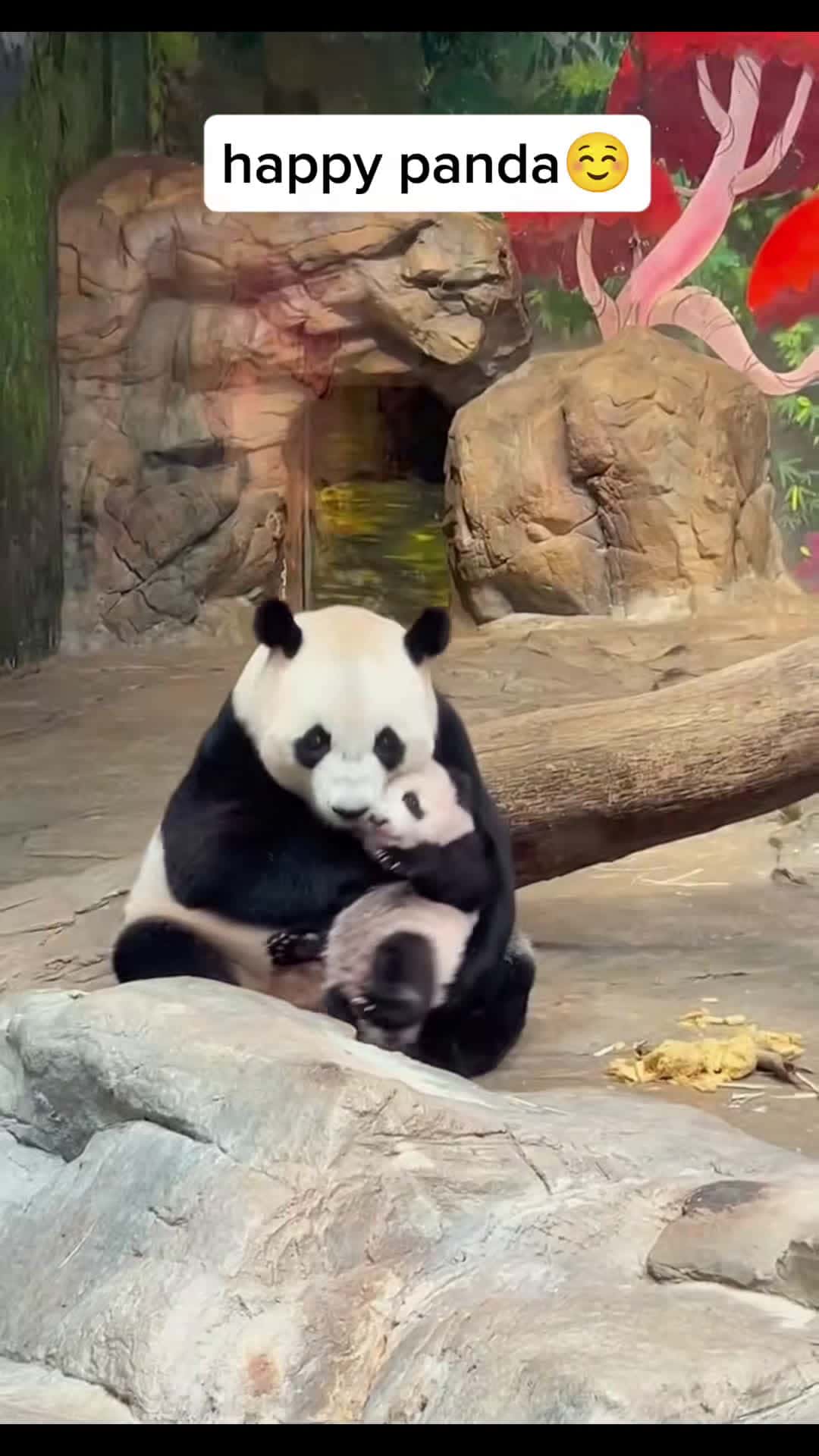 Cover for happy pandas🥰🥰 #panda #pandasoftiktok #cuteanimals #fyp ertyu