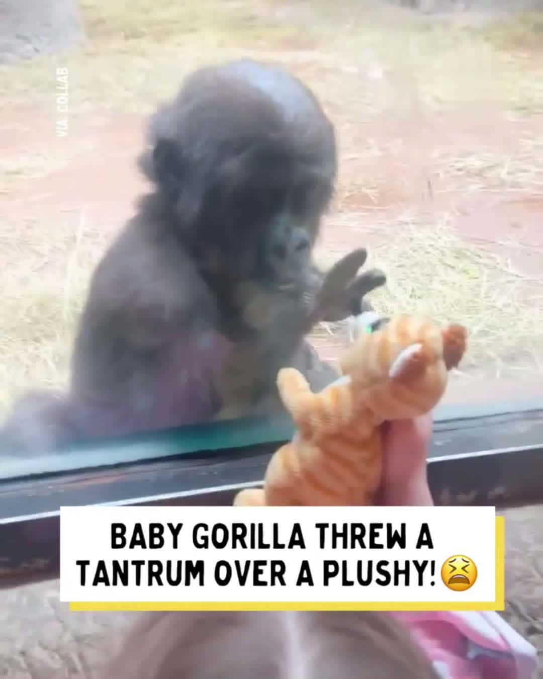 Cover for Young Girl Show Baby Gorilla Her PlushyThis little gorilla wanted one! 🥺