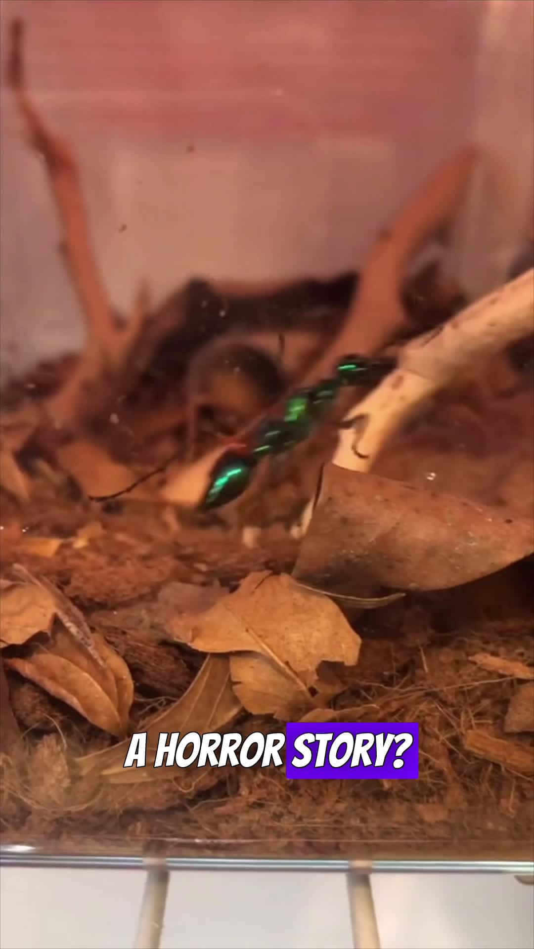 Cover for Emerald cockroach wasp. Is a horror story!