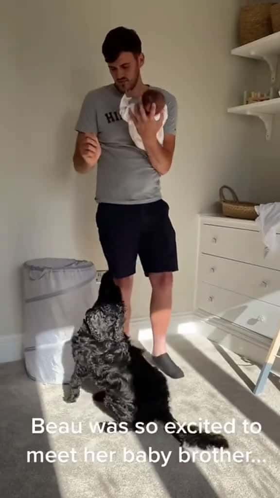 Cover for The dog sees the baby for the first time dog baby cute Love tiktok friends 71947 #trending