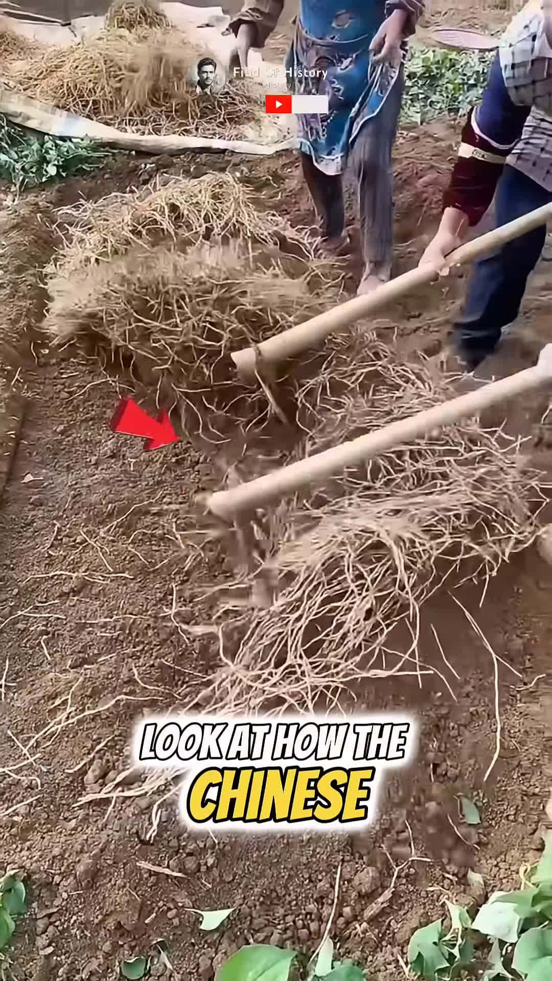 Cover for Unique American Farming Technique Part 003 shorts short unique