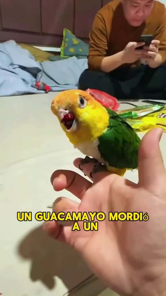 Cover for It went to take revenge on itself but was injured. #animals #Foryou #Friendship #Us #fyp #parrot created by Animal Planet with Animal Planet’s original sound