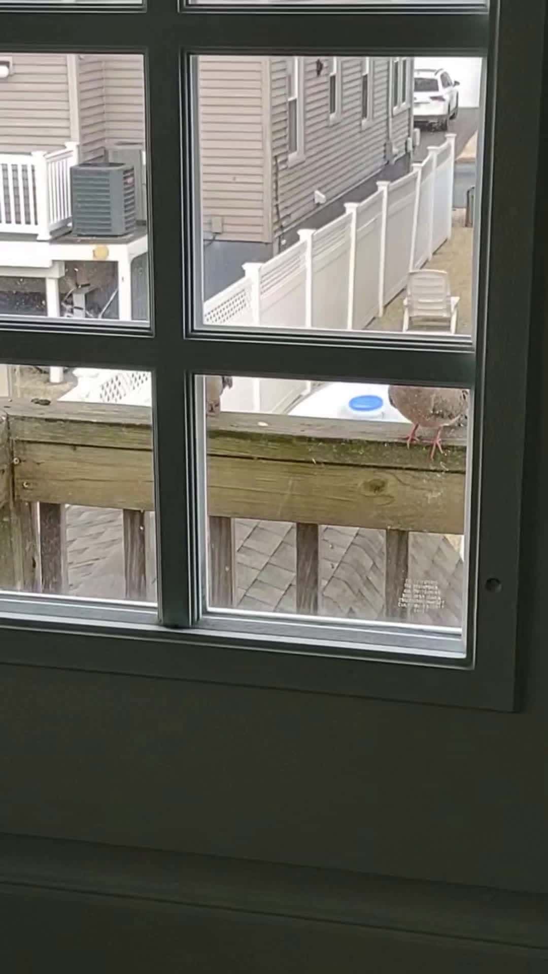 Cover for Mourning Doves Cleaning Themselves  #animals #animal #birds #bird #shorts #video #scoopz #wildlife 