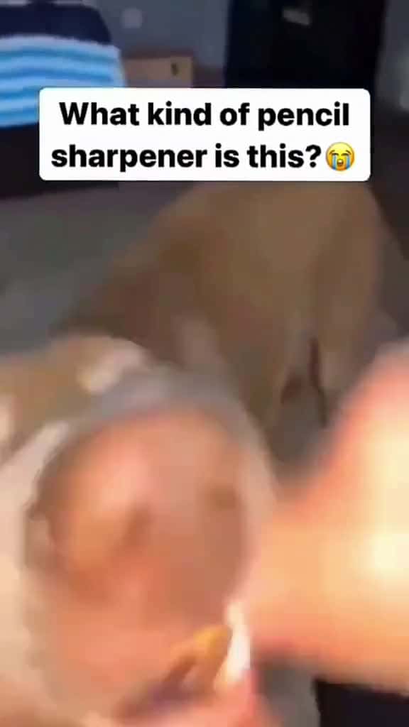 Cover for Funny and cute dogs compilation funnydog funnypet cutedog dogsoftiktok doglover dog 42336 #shortvideos