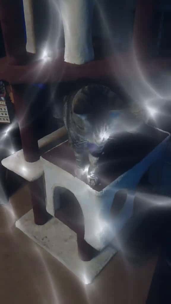 Cover for My Tiger  #gottalovehim #myfurbaby #petsoftiktok #massfollowing🔥🔥  created by Lady T 💙 with Cheryl Lynn’s If This World Were Mine (with Luther Vandross)