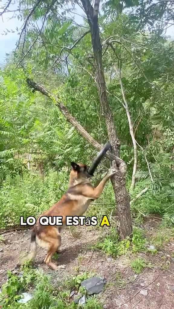 Cover for It took tyres to save its companions. #animals #Foryou #Friendship #Us #fyp #dog