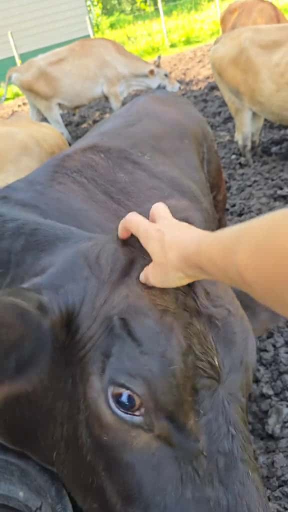 Cover for Giving head scratches while I fill their water. #GarnoHomestead #fyp #fypシ #cows #cowsmakemehappy @Garno Homestead LLC  created by Garno Homestead LLC with SUNNY HOOD STUDIO’s vlog, chill out, calm daily life(1370843)