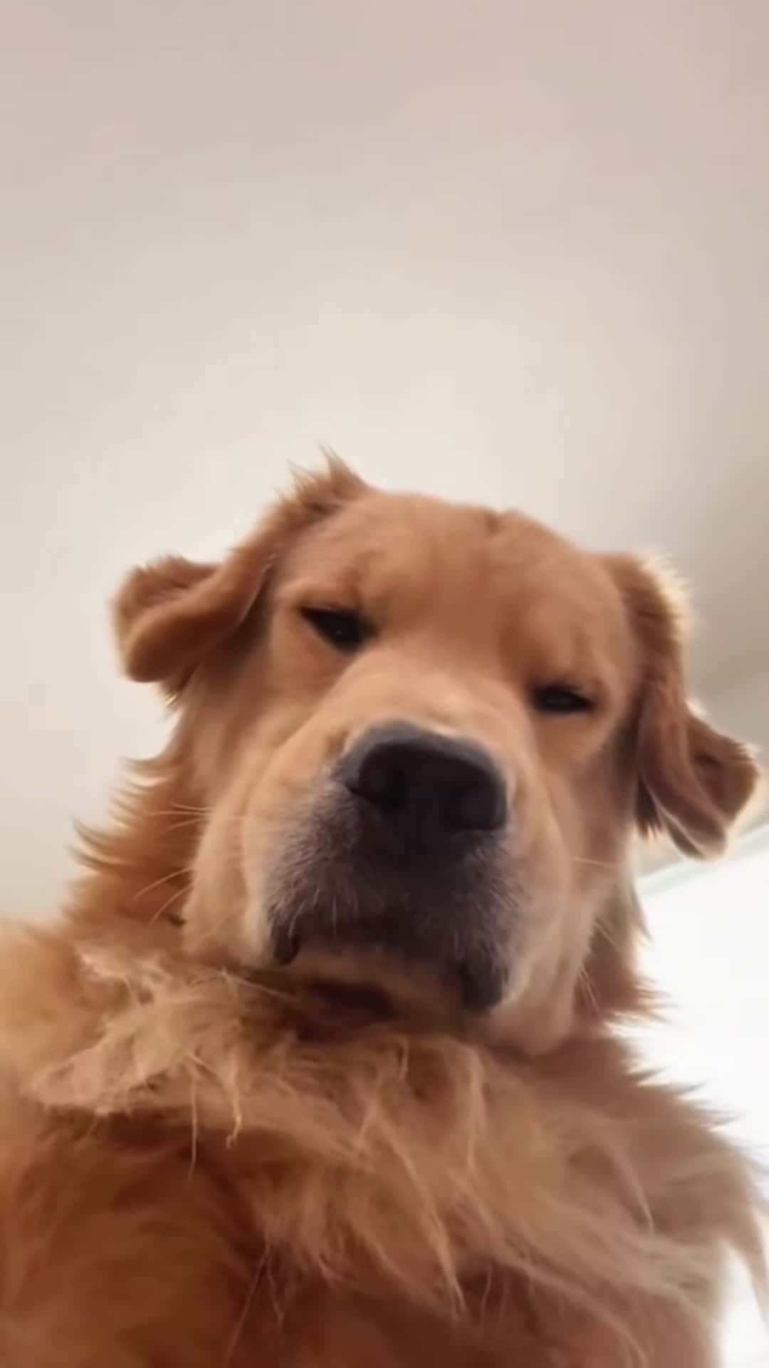 Cover for Funny golden retriever #dog #funny #lol #funnyvideos #fyp