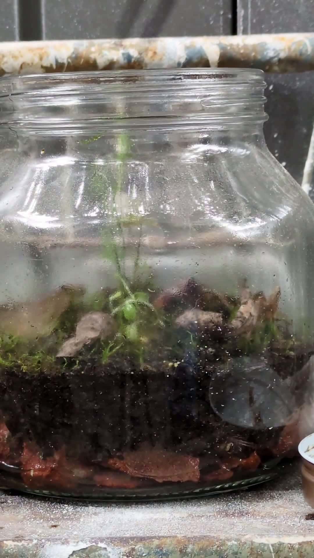 Cover for #terrarium 