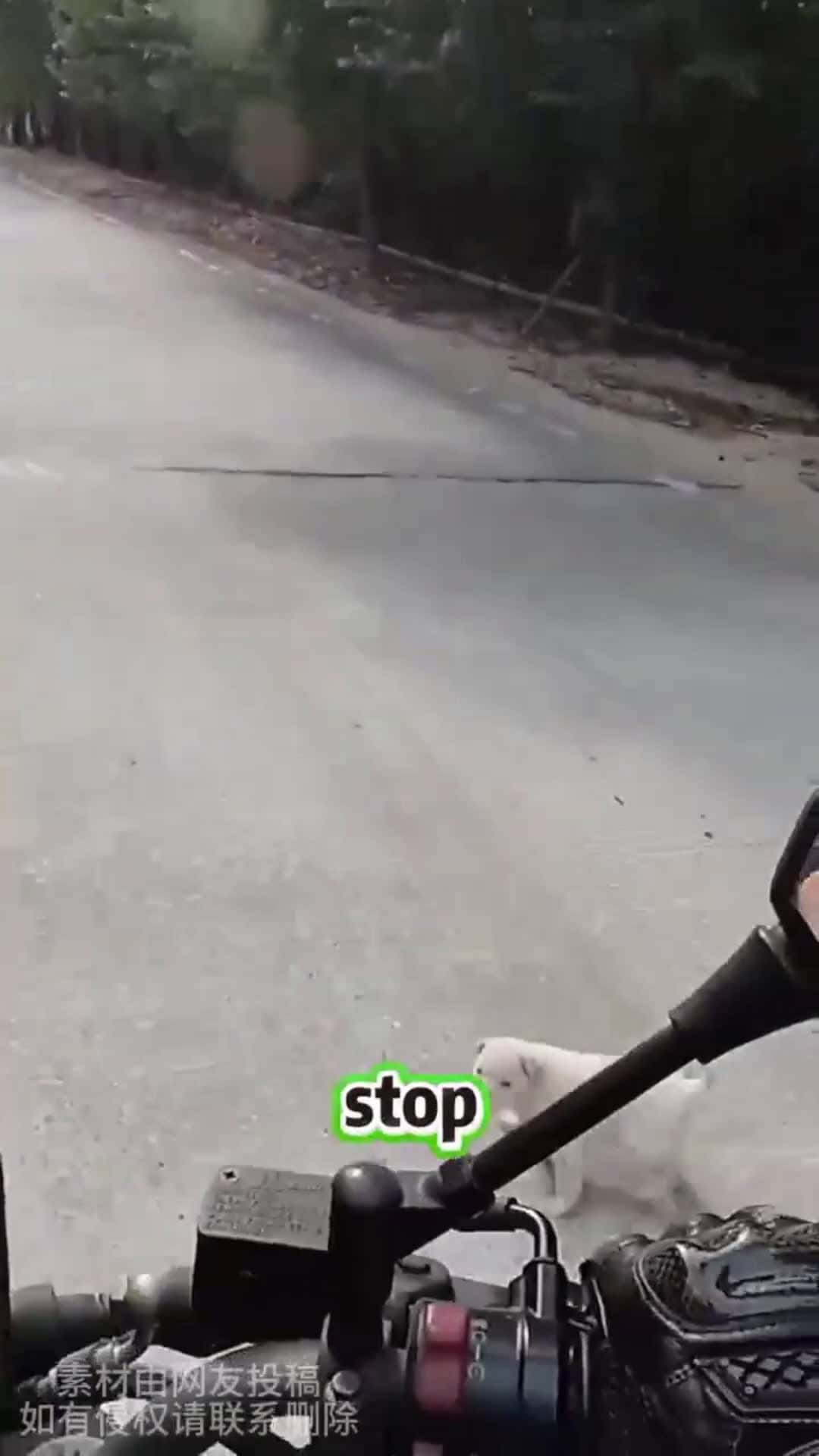 Cover for This Puppy Was Kind …but Not That Innocent #scoopzanimalvideo 