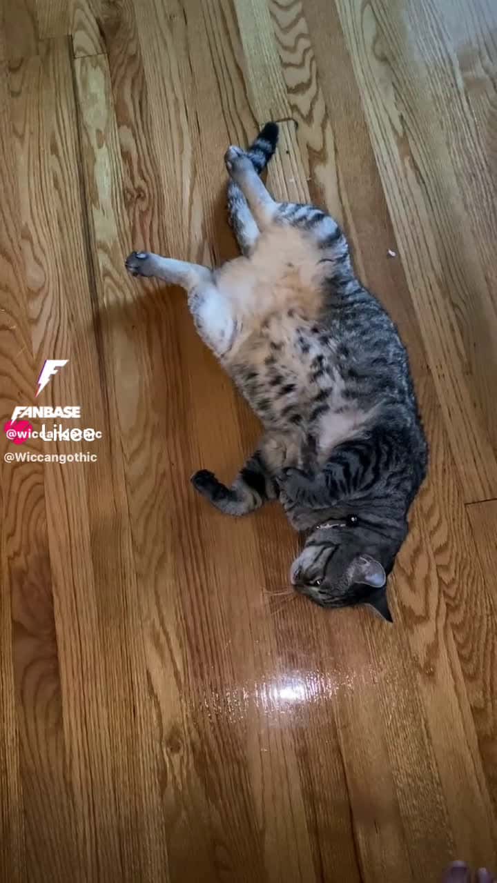 Cover for My cat Stan