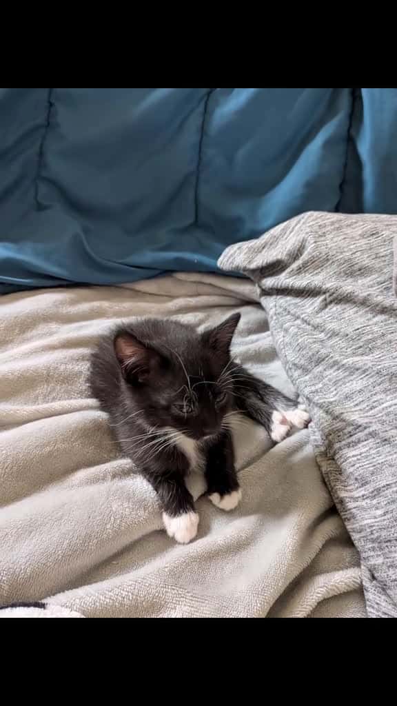 Cover for '#creatorsearchinsights  Meet Toby (the orange one) & Rose (the black and white one) they are crazy little kittens with a lot of energy.' by SnowyWolf🐺❄️