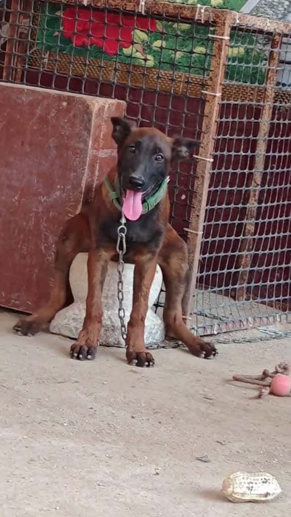 Cover for The dog’s sitting posture is so funny 😆 #dogsoftiktok #dogtok #dog #dogs #funnyvideos #funny #pet #doglife #dogfunny #petsoftiktok #funnydog  created by hilariousdogs11 with Gold-Tiger’s Funny