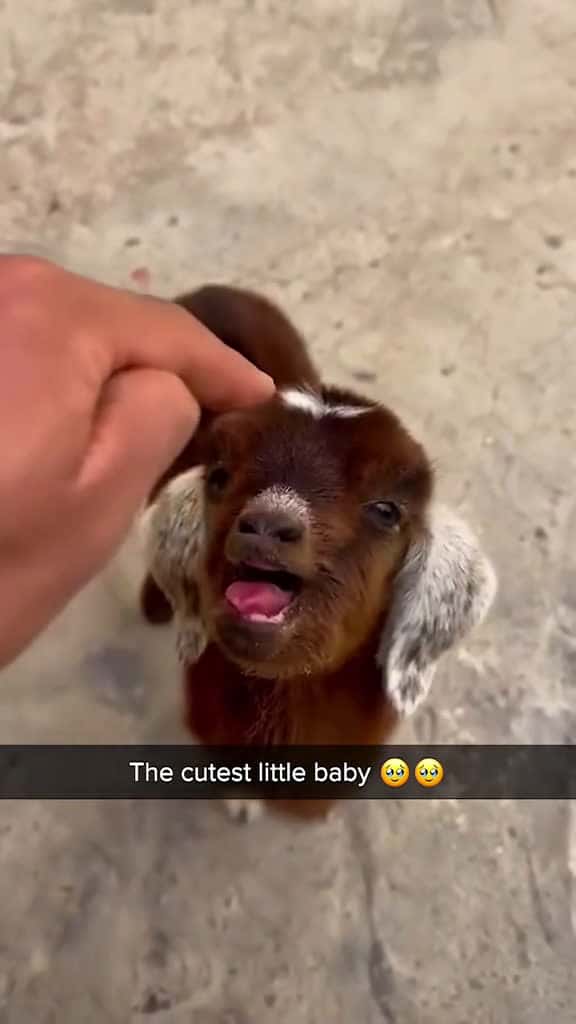 Cover for Cute little lamb. goat cute lamb fyp funny foryou 95199 #shortvideos