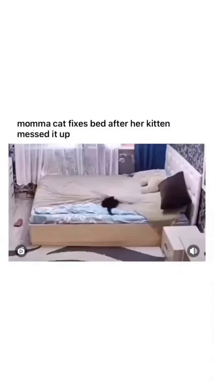 Cover for The End 🤣🤣 #funny #funnyvideos #animals #dog #cat #pet #viarl #foryou #fyp