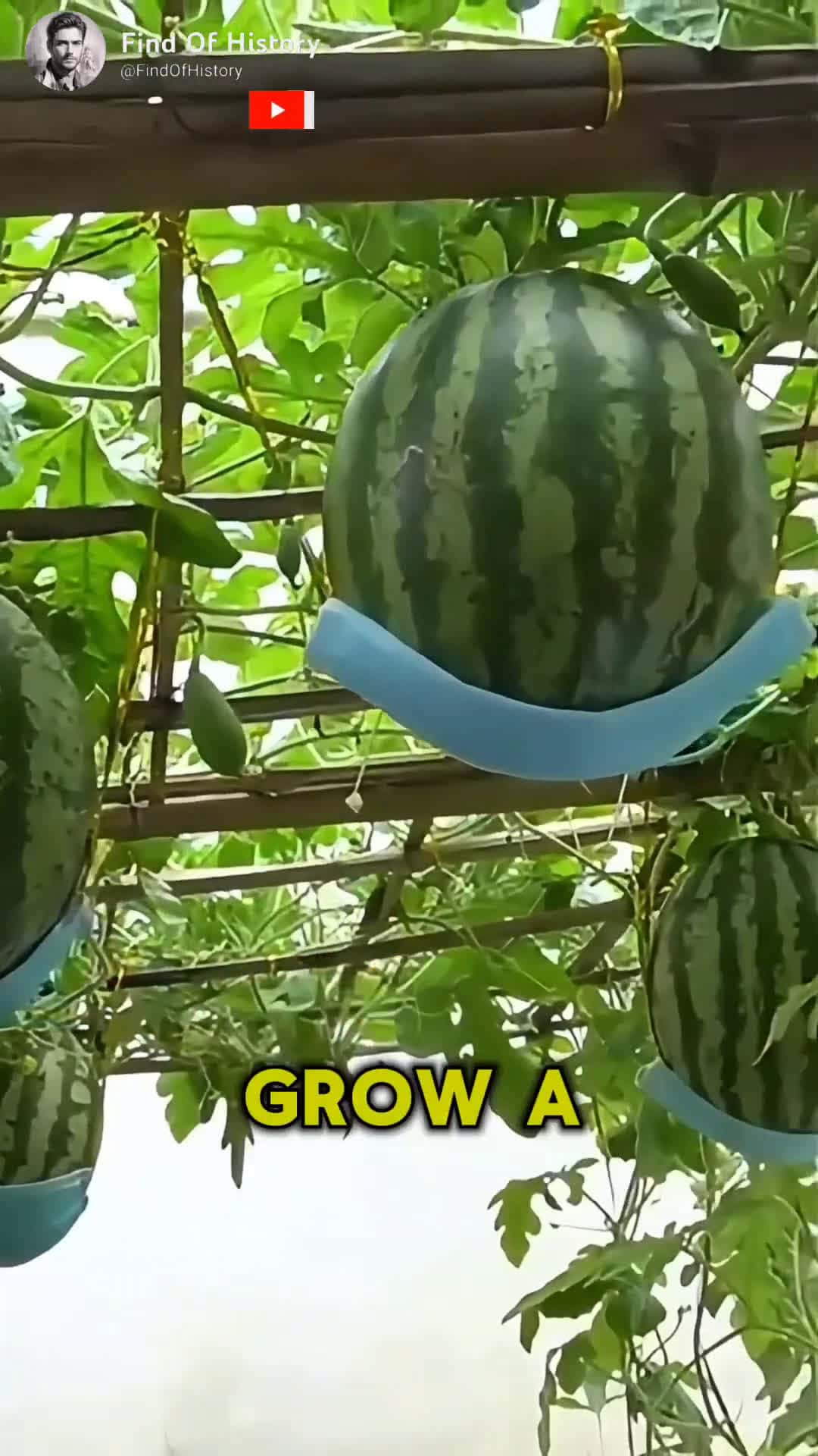 Cover for Unbelievable How To Grow Watermelon Plants at Home Easily Part 01 shorts short unique