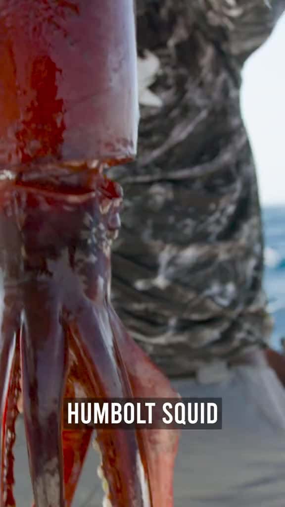 Cover for We tried eating a giant humboldt squid in the Middle East #longervideos #1min #squidgame #foodtok #fishing #middleeast 