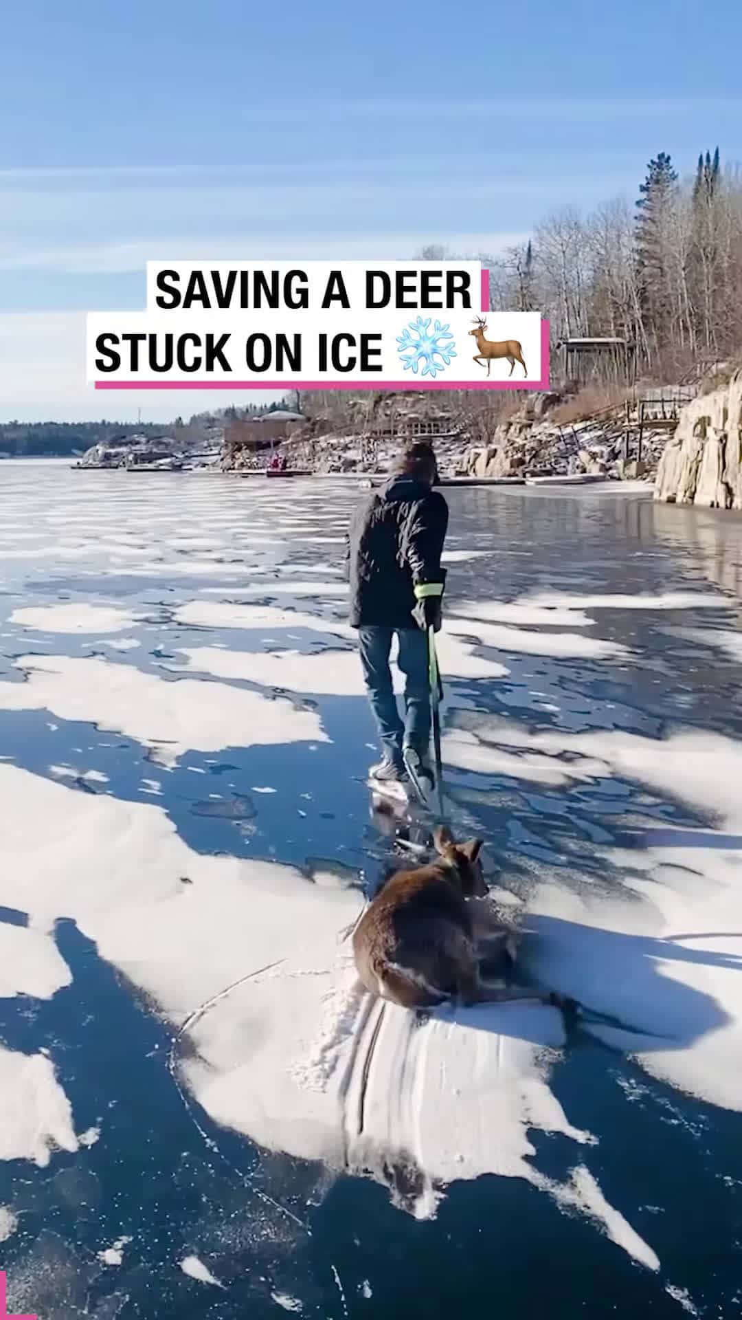 Cover for Saving a Deer Stuck on Ice!