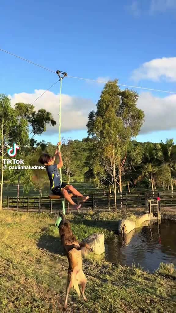 Cover for #caughtoncamera #dog #doglover #funnyvideos #funny #zipline