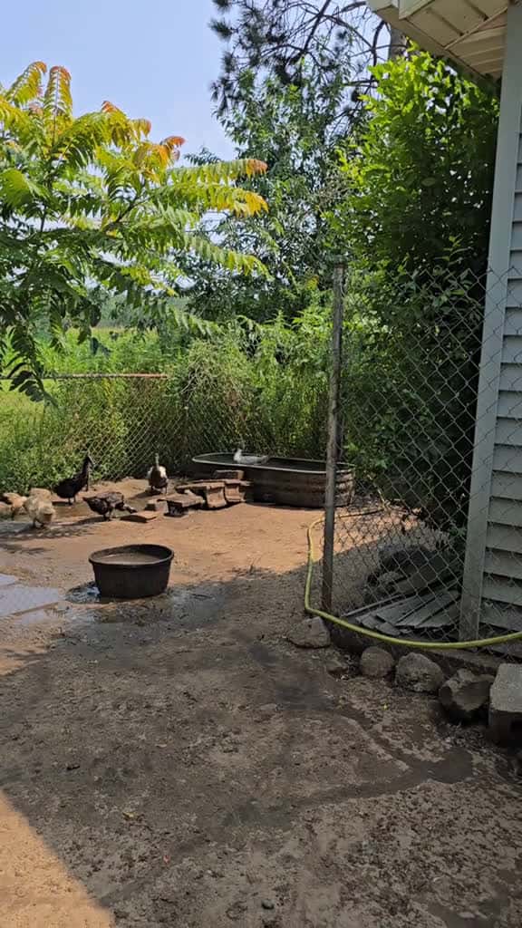 Cover for I cleaned the duck pool.  It's so fun watching them splash and swim.  They love a fresh clean pool!  #GarnoHomestead #farm #farmlife #homestead #homesteadlife #ducks #countryliving #simplelife #homesteading #swimming #pool @Gar...