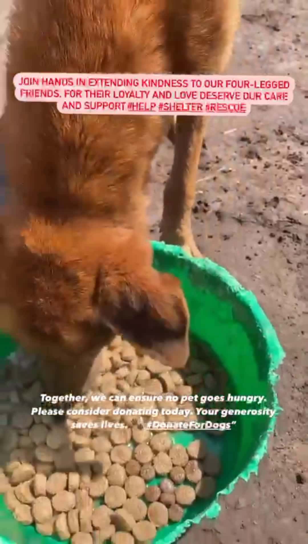 Cover for Together, we can ensure no pet goes hungry. Please consider donating today. Your generosity saves lives. 🐾 #DonateForDogs