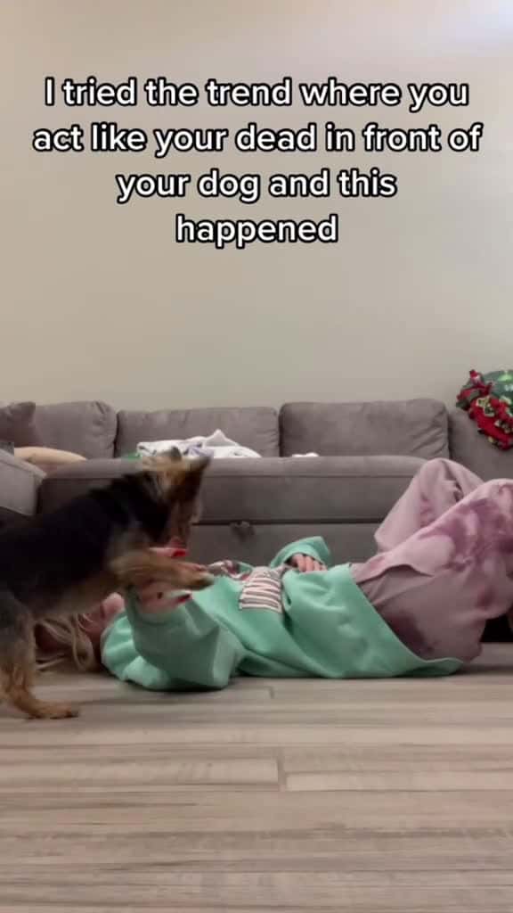 Cover for The dog s reaction makes you want to laugh foryou funny dog fyp funnyvideo 24106 #trendingscoopz