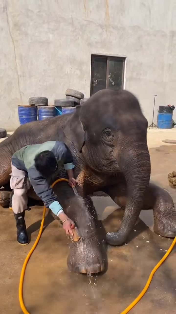 Cover for Bathing is one of the favorite things elephants do #foryou #pets #animals #elephant #beautiful #lovely #foryoupage #fyp
