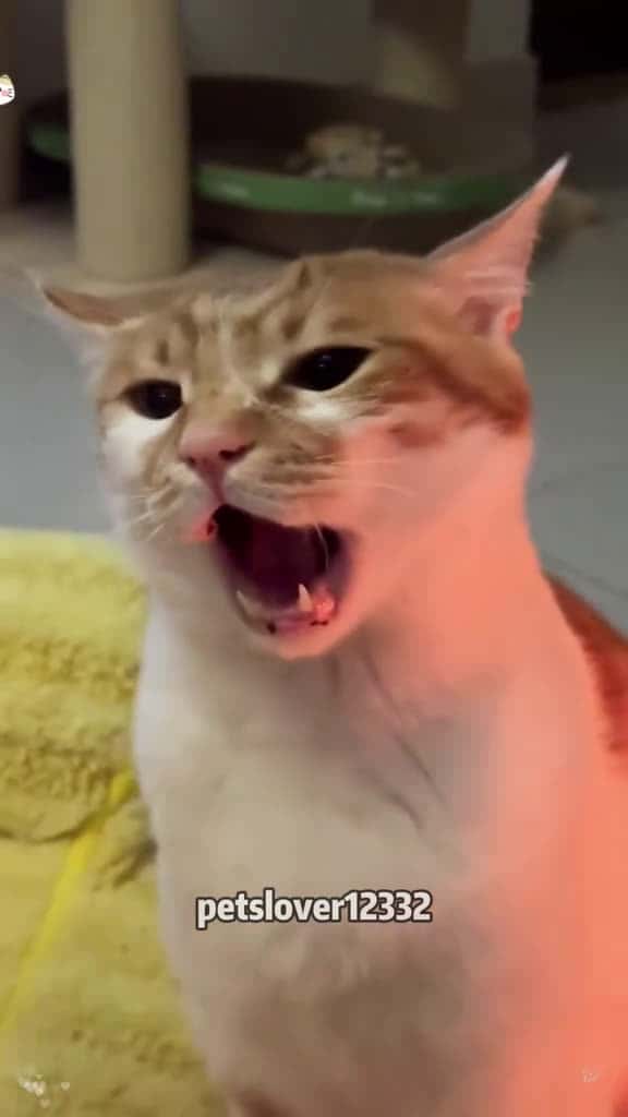 Cover for cat catsoftiktok catlover funny funnyvideos foryou fypage fyp funnycat funnytiktok cats 56030 #shortvideos