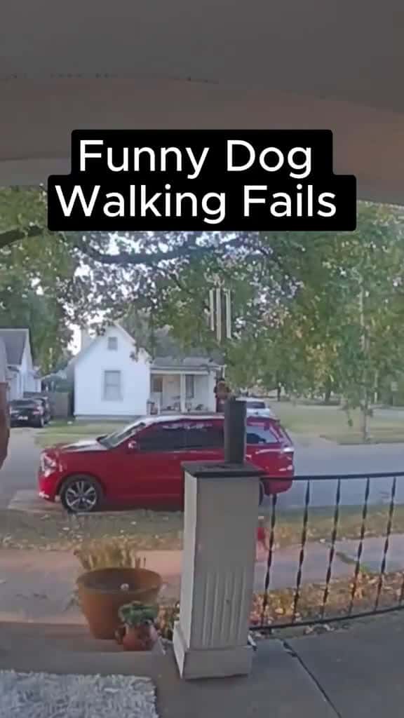 Cover for 🤣🤣🤣   #funny #funnyvideos #fyp #trending #scoopz