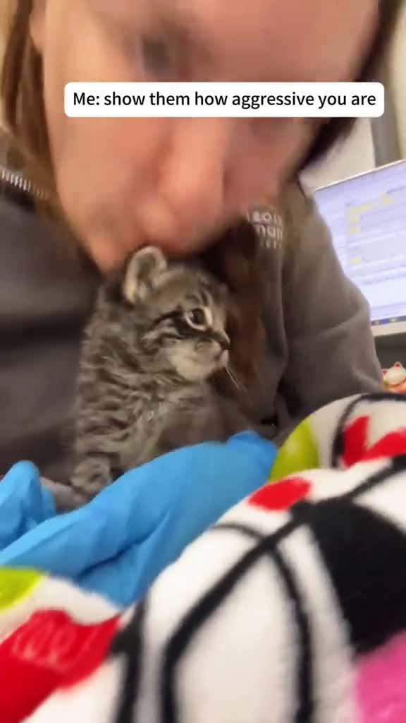 Cover for Warning Extreme kitten cuteness ahead cat kitten cute catsoftiktok tinykitten catlover cat 87435 #trending