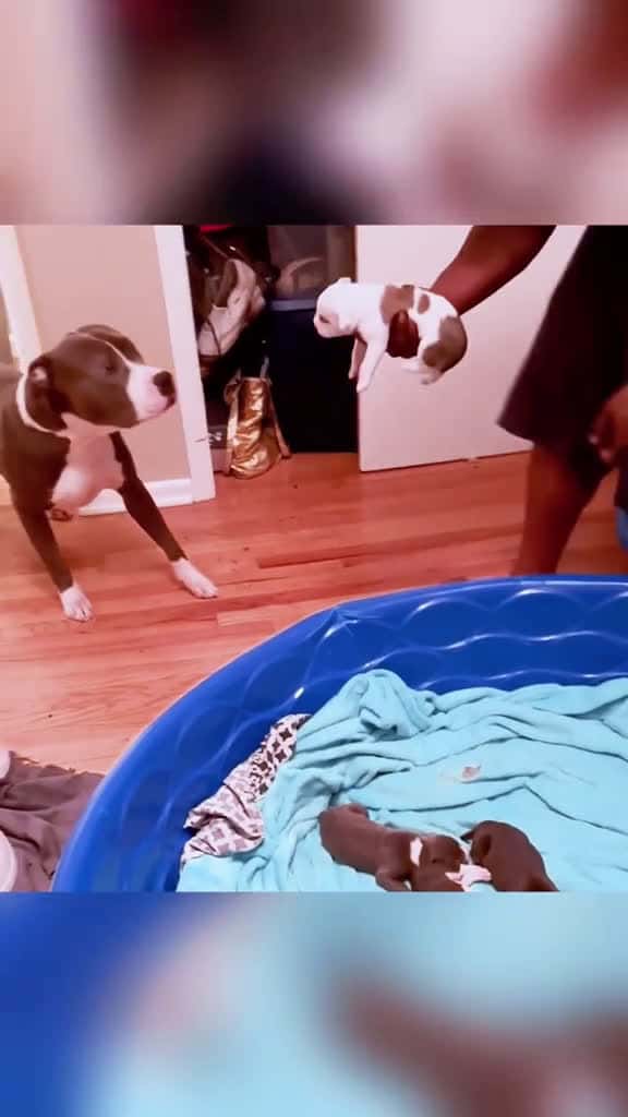 Cover for The dog dad who met his children for the first time dog funny funnyanimals funnypets anima 40191 #american