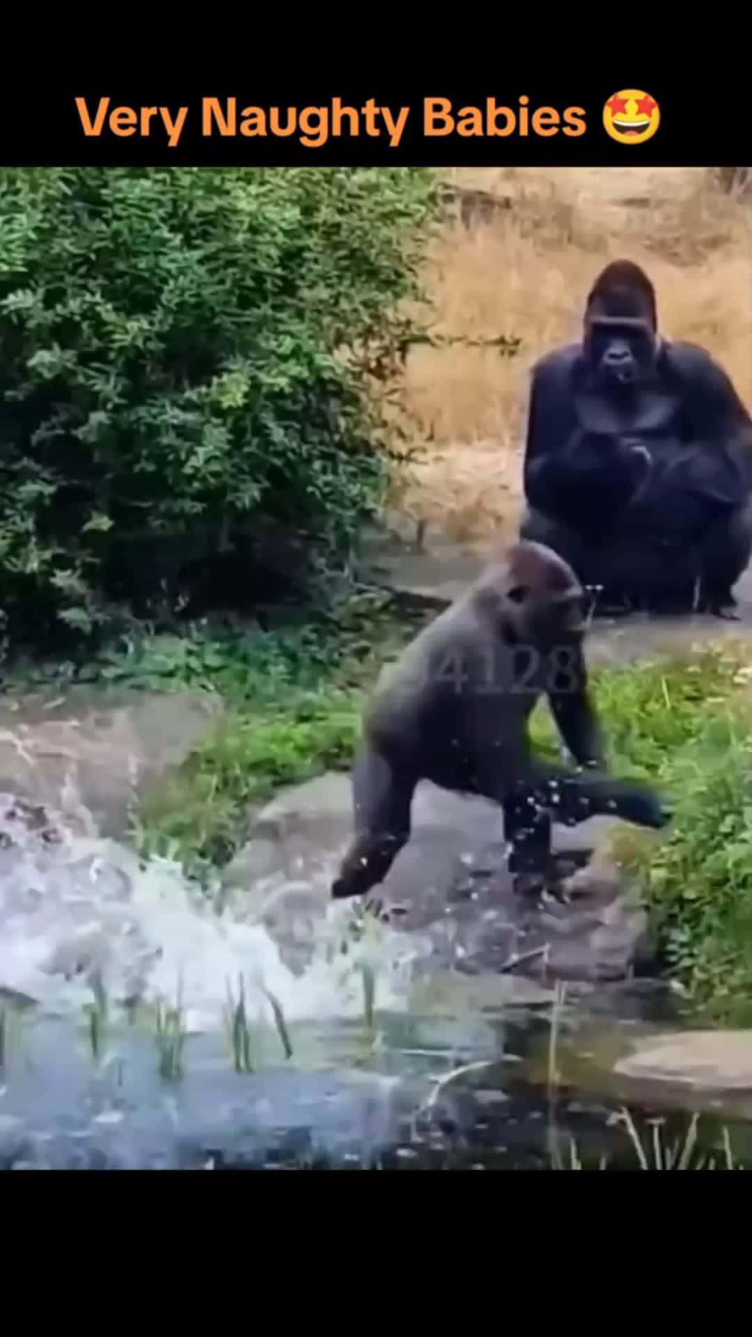 Cover for Funny gorilla 🐒😂 #gorilla #funny #fyp #likes #foryou   