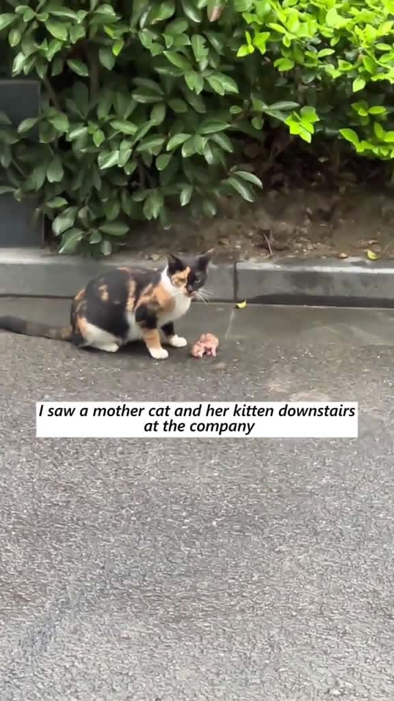 Cover for The tiny kitten who fought back from abandonment rescue animal fyp kitten 68398 #us