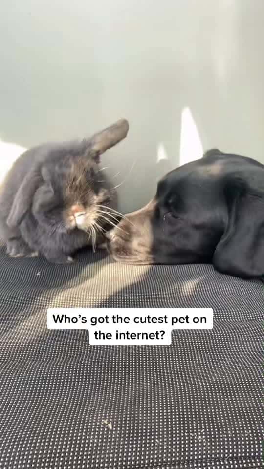 Cover for Featuring Nash (bunny) and victory (lab) 😅#bunniesoftheworld #dogs #l...