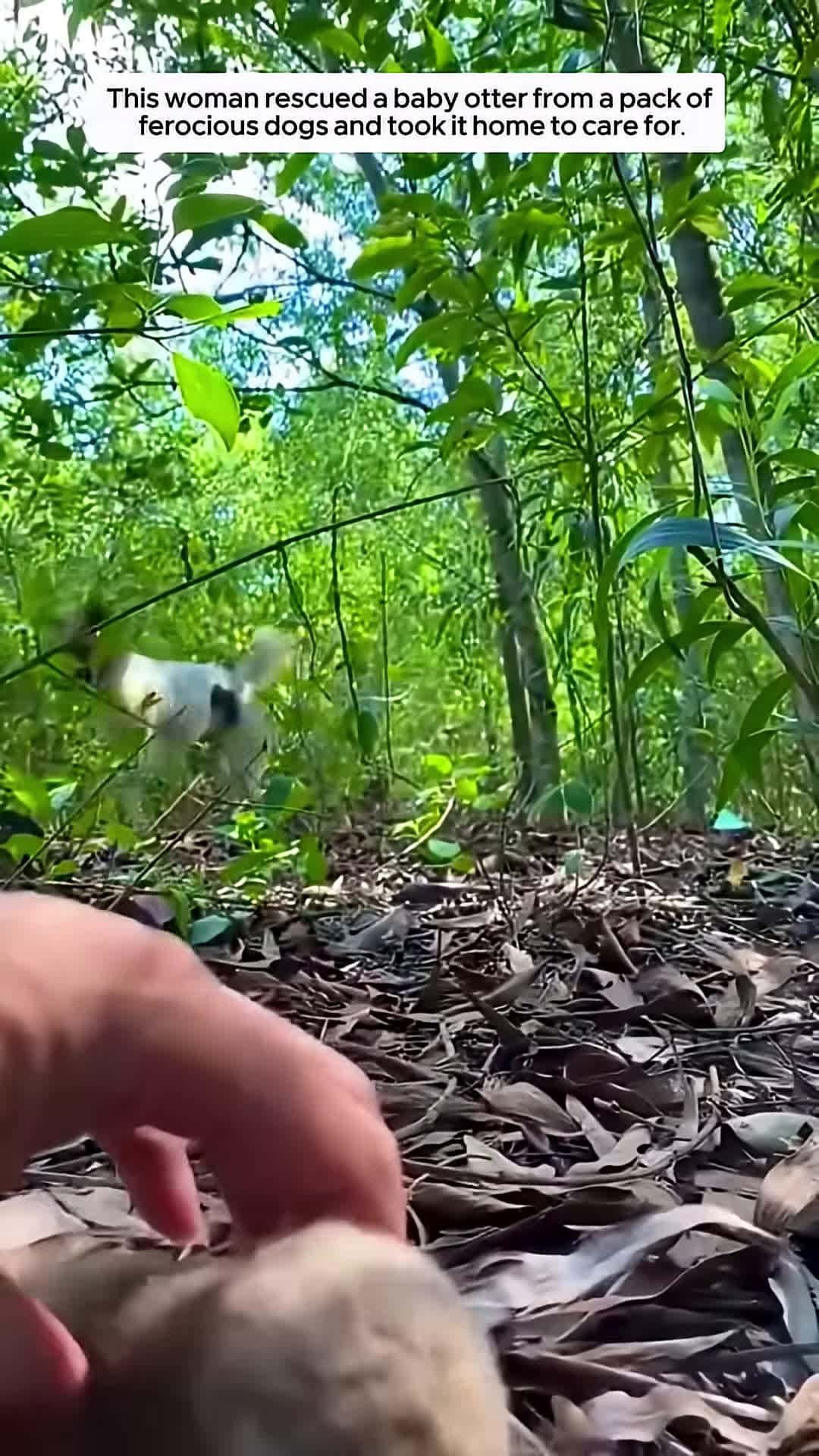 Cover for This woman rescued a baby otter from a pack of ferocious dogs and took it home to care for