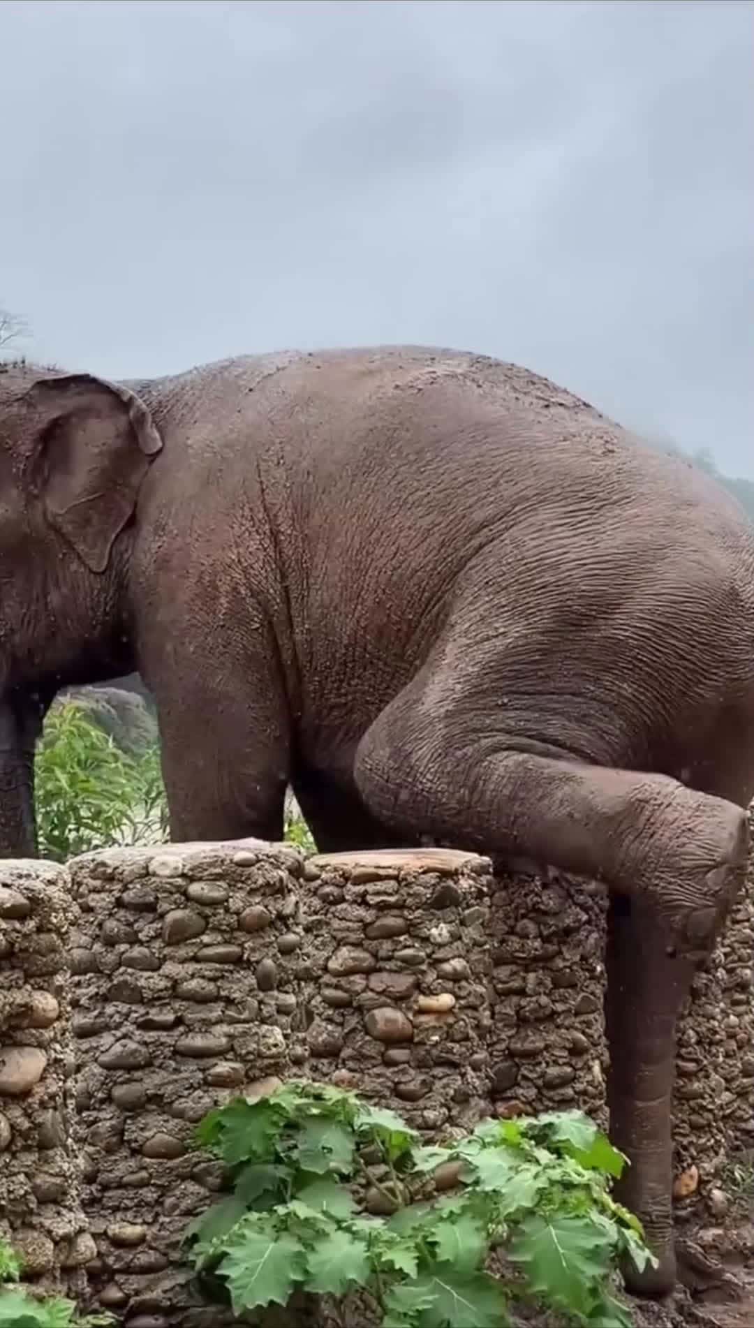 Cover for There is no such thing as an elephant proof fence #scoopz  #animals  #elegant  #great  #escape  #funny  #fyp  #trending  #pov