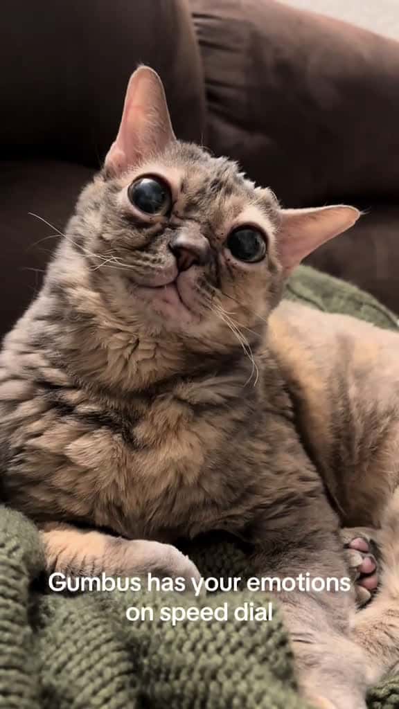 Cover for Tim is very spooky 🫣 #fyp #foryoupage #Gumbus #rescuekitten #catsoftiktok #kittensoftiktok #rescuecat  created by Gumbus with Kenji Ueda’s Wes Anderson-esque Cute Acoustic
