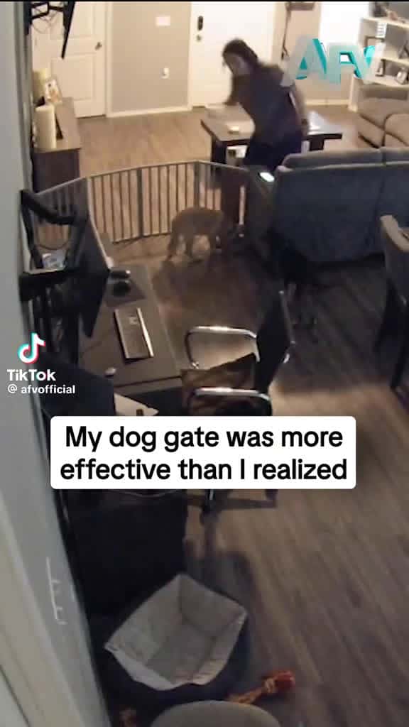 Cover for It keeps out dogs and PEOPLE 🤣#Doggate #Gate #Fail #Fall #afvofficial