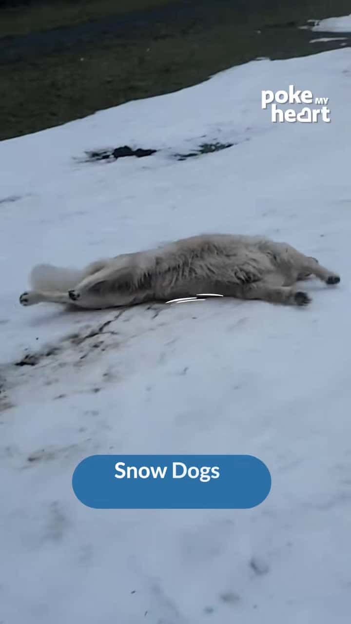 Cover for #FavMovieClip#Pup and Slide#dogs#snow#fun
