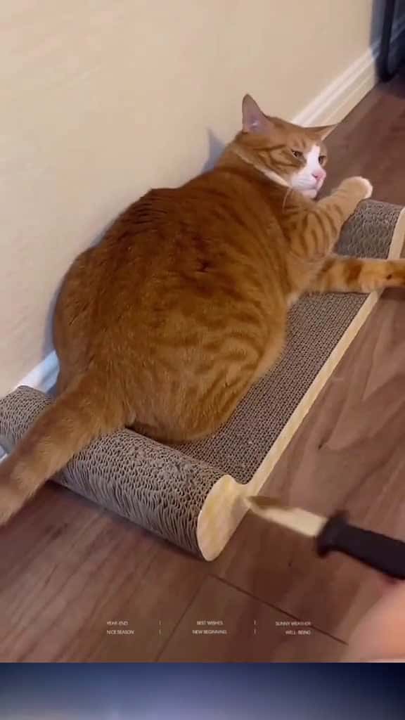 Cover for funny funnyanimals cuteanimals pet fyp 04715 #trending