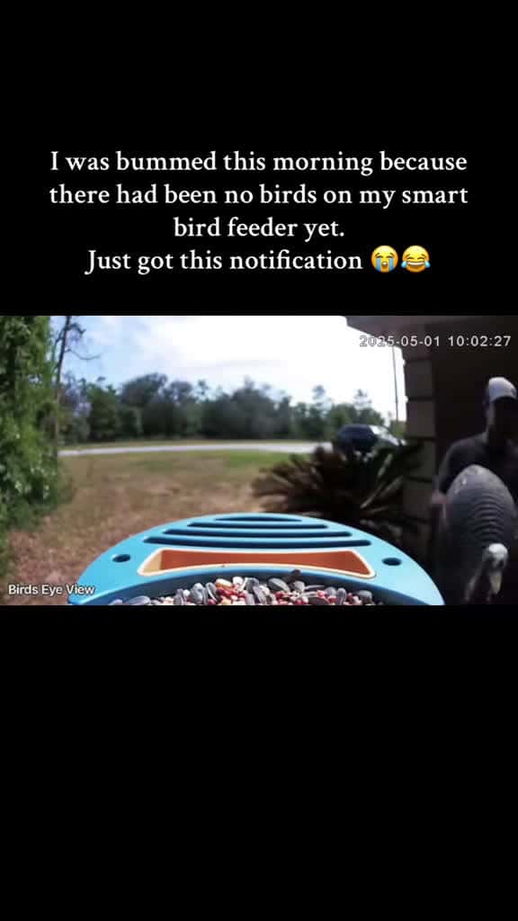 Cover for Chad Gainey makes married life hilarious with this move 🤣 #HappyWifeHappyLife #SmartBirdFeeder #MarriedHumor 🐦
