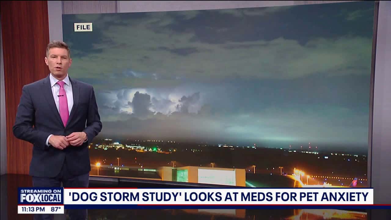 Cover for 'Dog storm study' looks at meds for pet anxiety