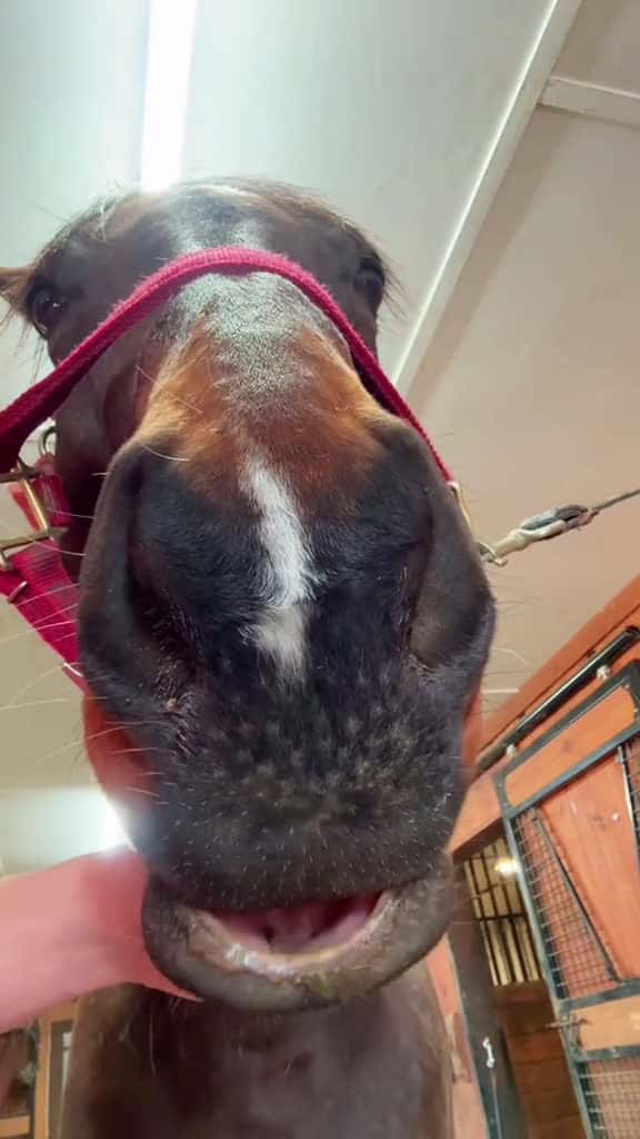 Cover for funny horse horse horses horsesoftiktok funny funnyvideos fyp foryoupage usa usatiktok 47022 #shortvideos