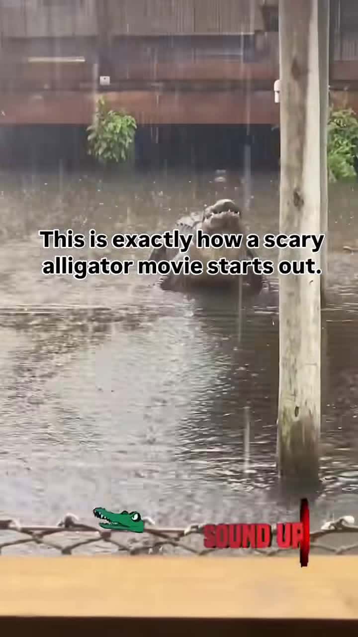 Cover for Terrifying moment—two huge alligators spotted in floodwaters! 🐊 #florida #hurricane #alligator #flooding