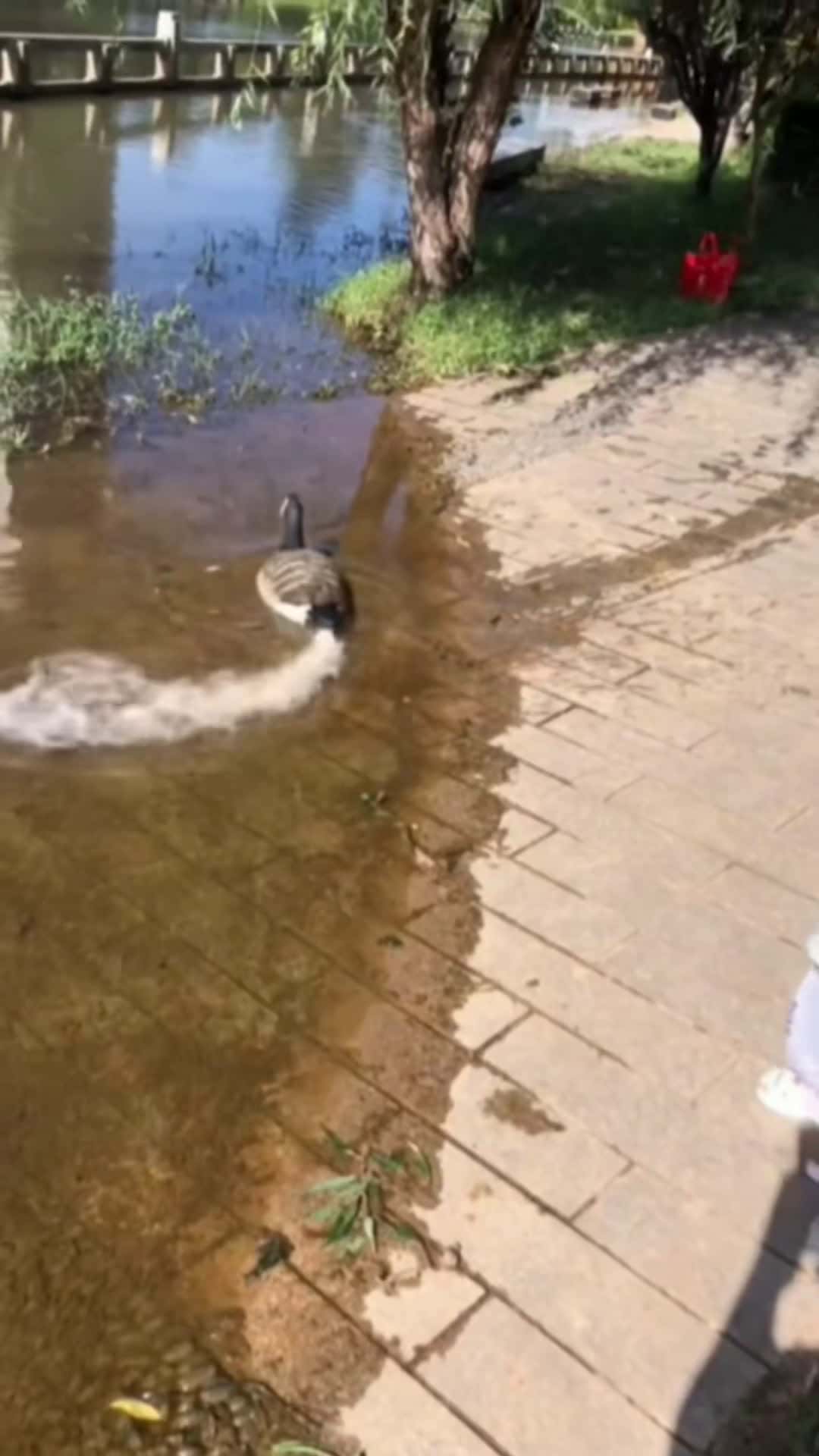 Cover for #duck #ducks #ducksoftiktok #ducktok