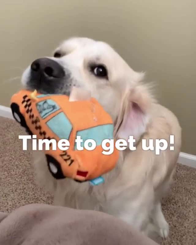 Cover for Dis lady needs to get up! I gots stuff to do Watch with sound